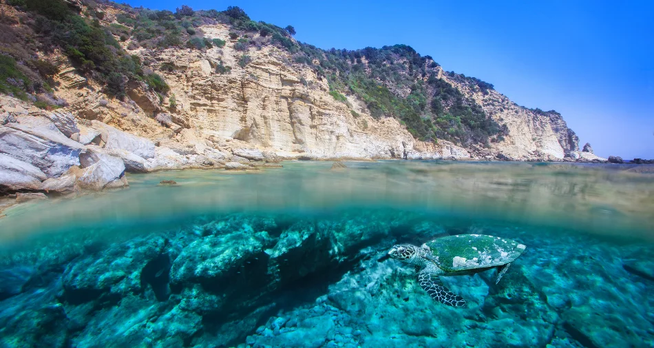 Żółw płynący pod wodą na wyspie Zakynthos