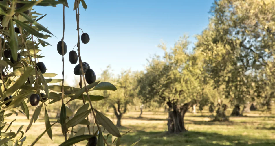 Widoczne gałęzi oliwek w jednym z gajów oliwnych w Zakynthos