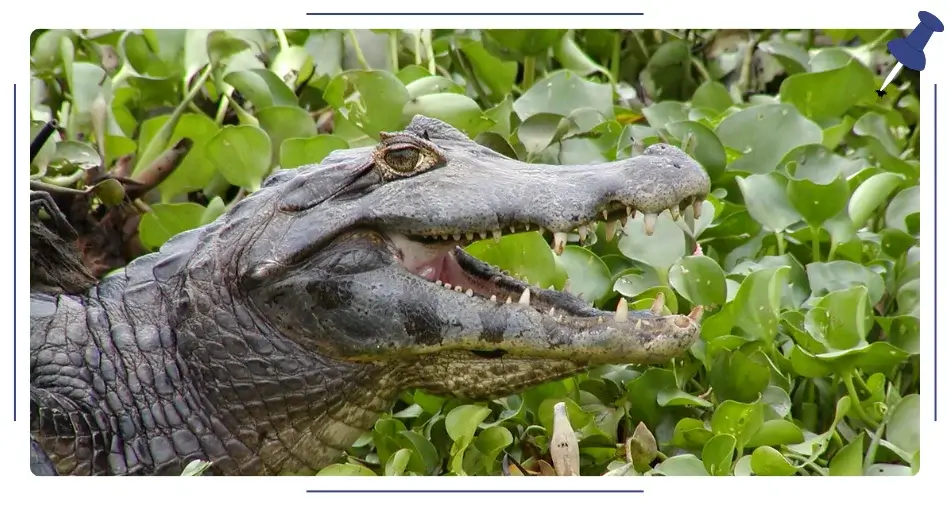 Park Pantanal, Brazylia