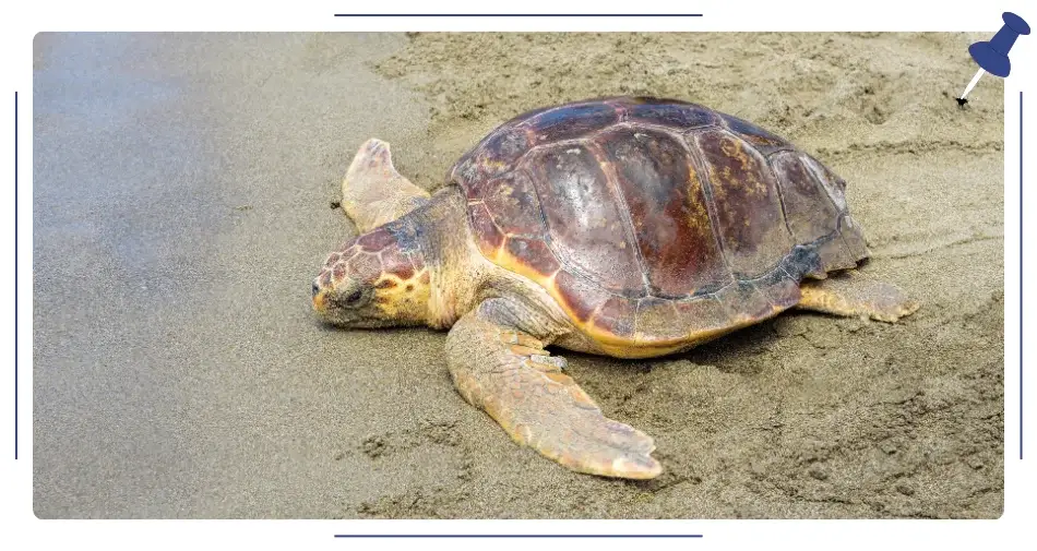 żółw Caretta Caretta, Cypr