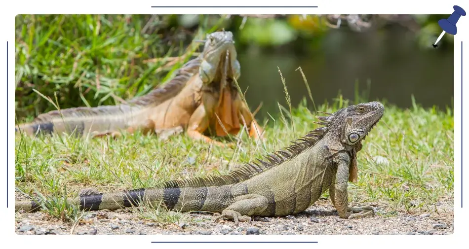 Iguana