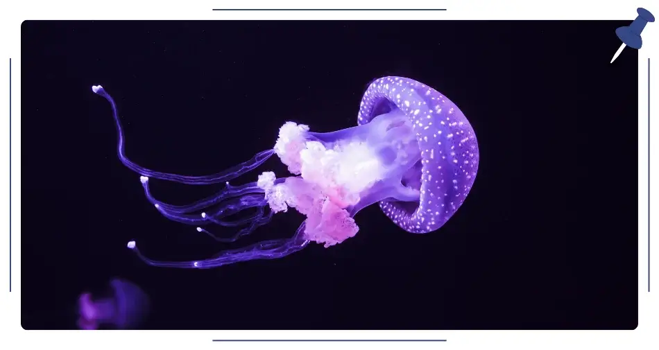 meduza