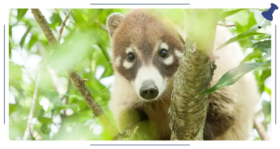 Ostrons (Coati) Meksyk