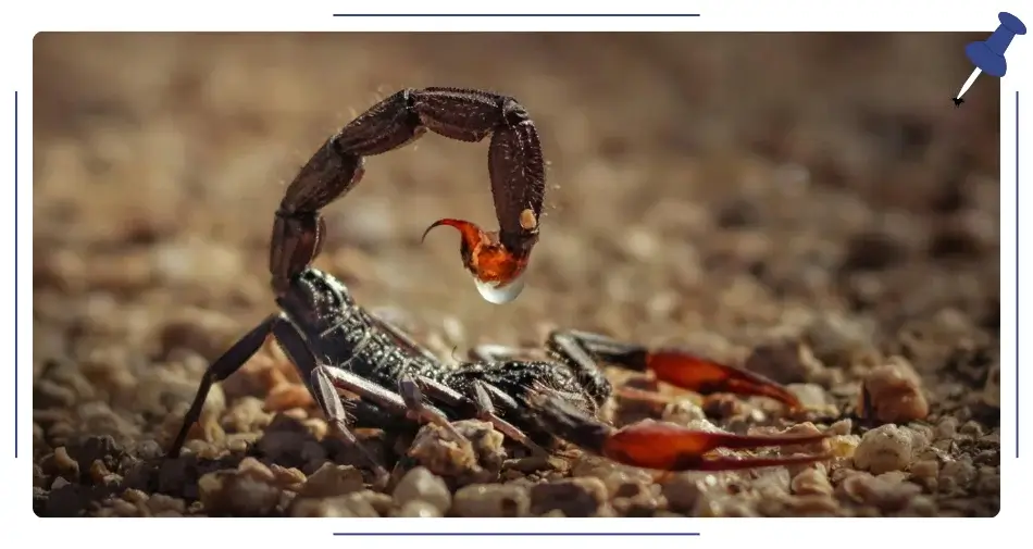 skorpion