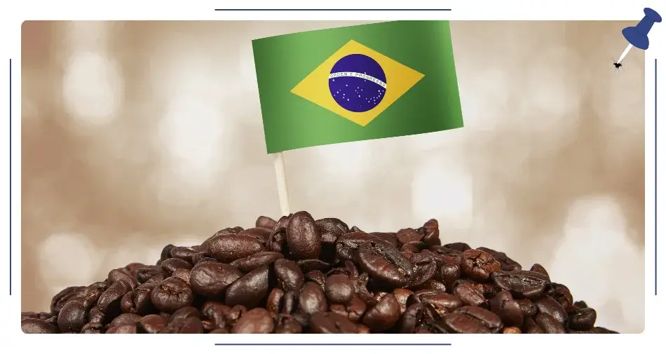brazylijska kawa w ziarnach