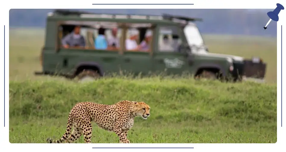 Safari 